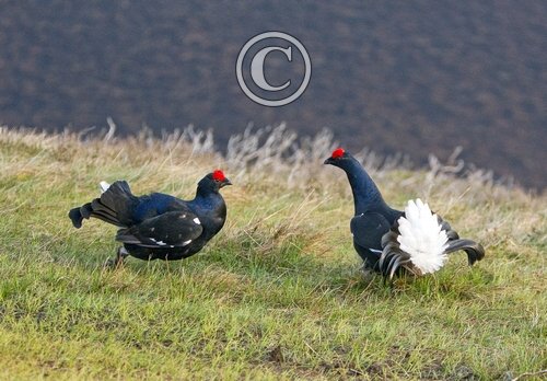 Pair Black Grouse Fighting DM1015